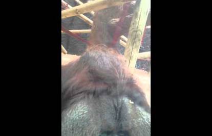 Raspametio sve: Orangutan u ZOO-u poljubio trudnici trbuh