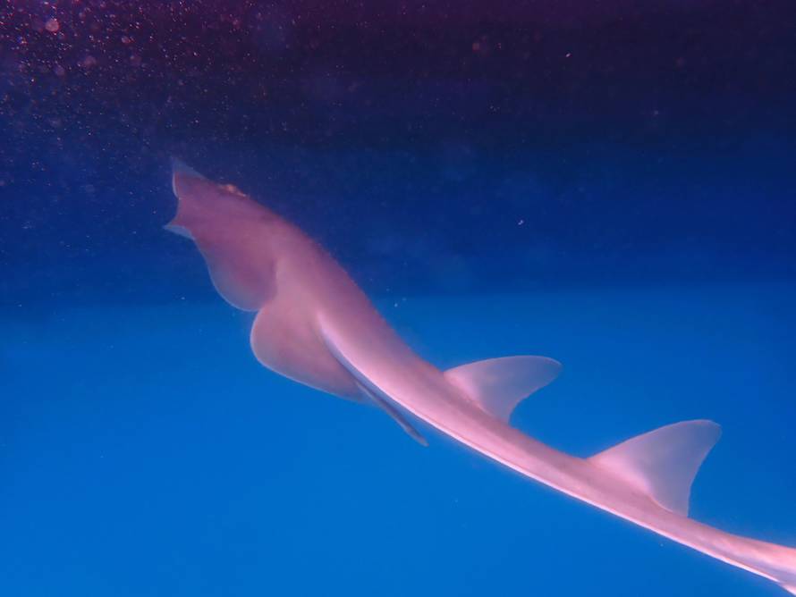 FOTO Izumrlu vrstu jadranskog ražopsa pronašli u Crnom moru. Soldo: Ovo je velik uspjeh