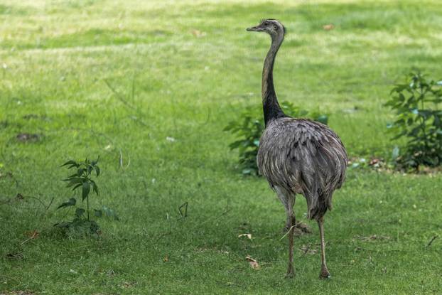 Zoološki vrt Osijek dobio nove stanovnike: Lavice, par nandua te dikobraze Olina, Zošu i Tita