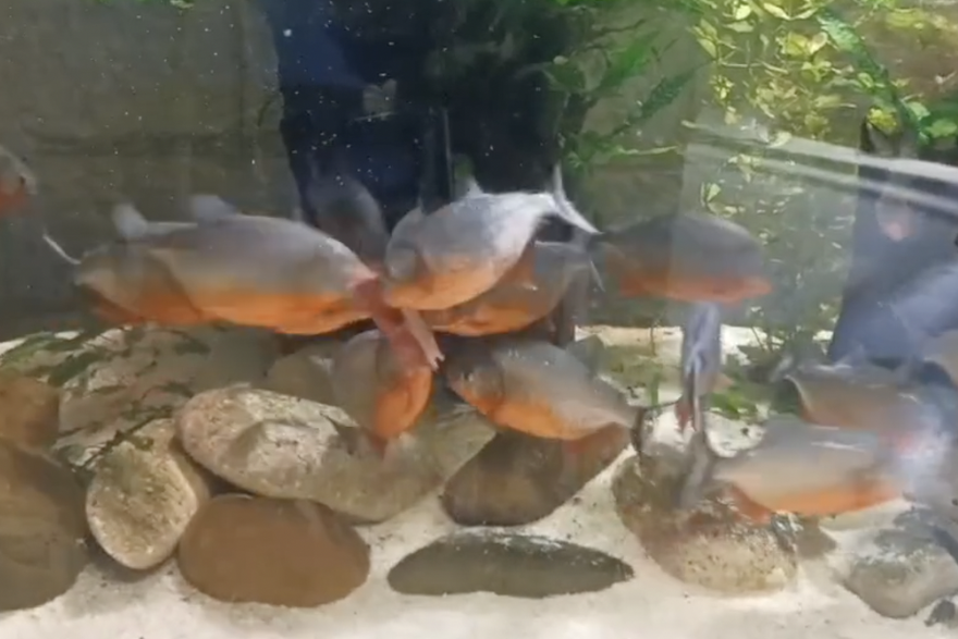 Crveno-trbušna pirana u Aquariumu Pula