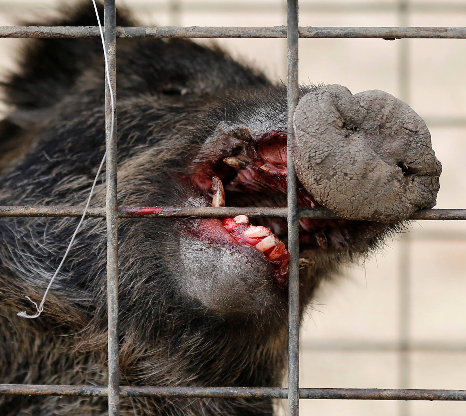 Wild boar is seen in a booby trap near a residential area in an evacuation zone near TEPCO's tsunami-crippled Fukushima Daiichi nuclear power plant in Tomioka town