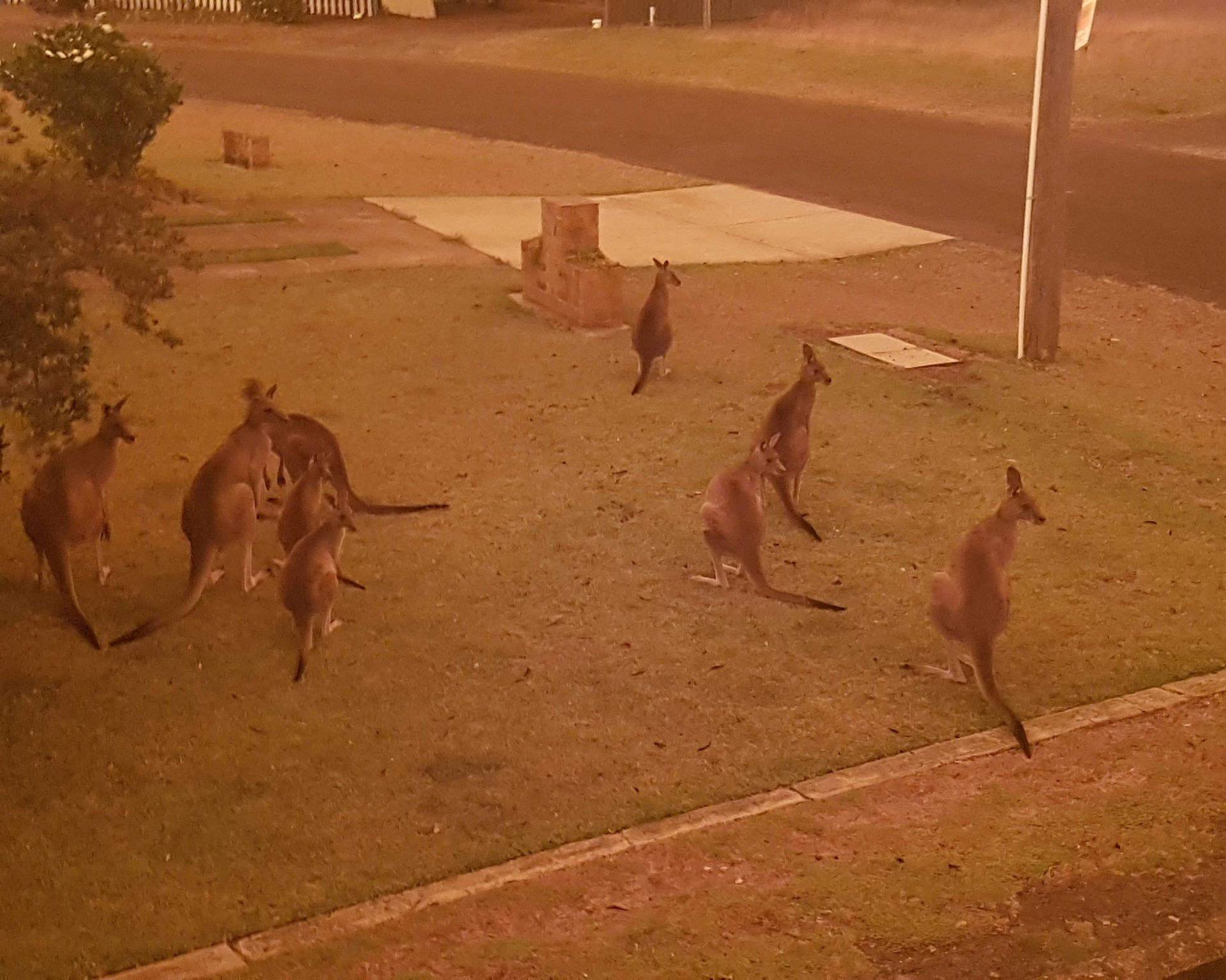 Kangaroos gather at a residential law as bushfires continue to spread