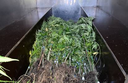 Policija u Novoj Gradiški pronašla 91 stabiljku marihuane