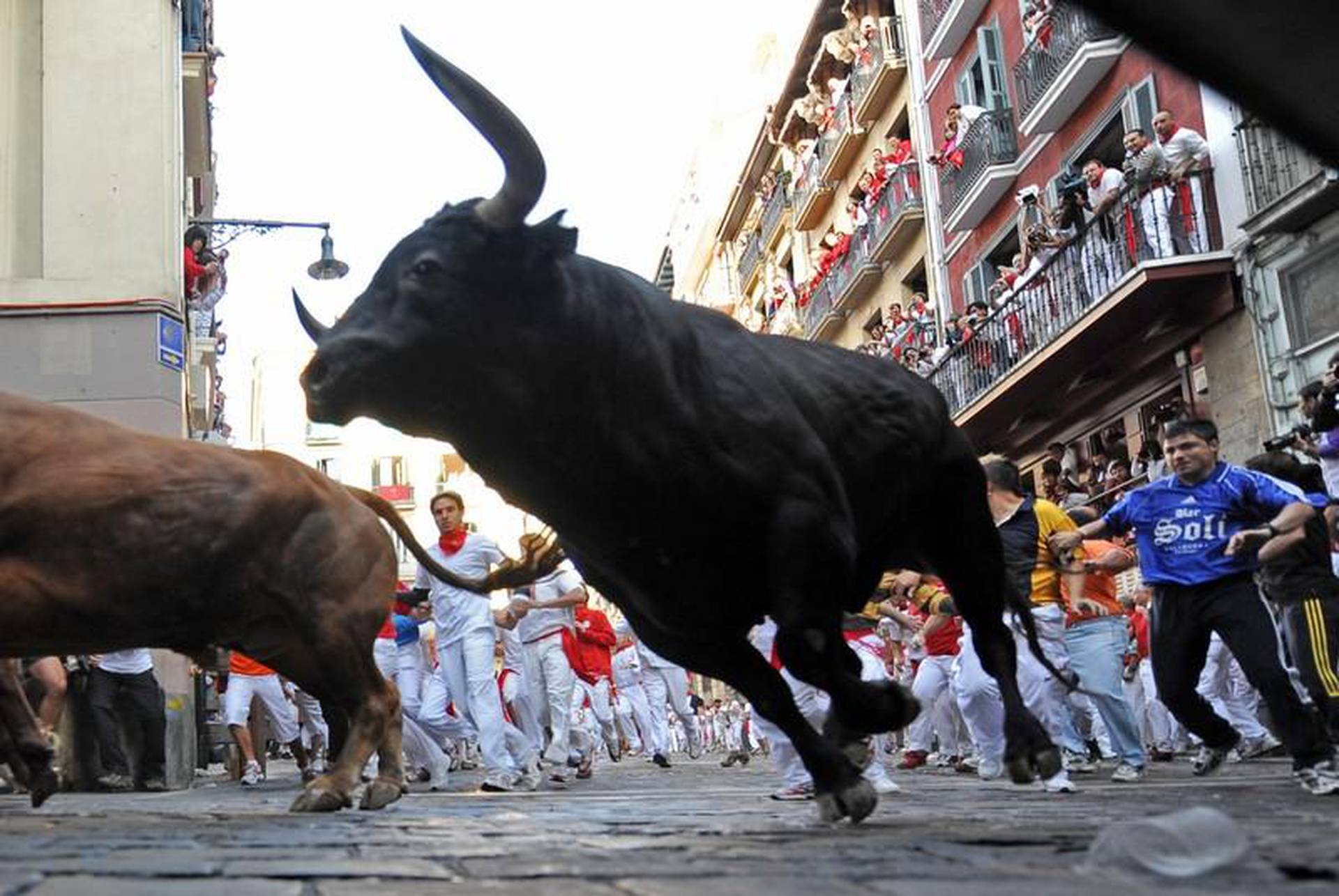Зе бык отзывы. Памплона Испания бой Быков. Иберийские быки в Испании. Поцелуй Иуды Испания бык.