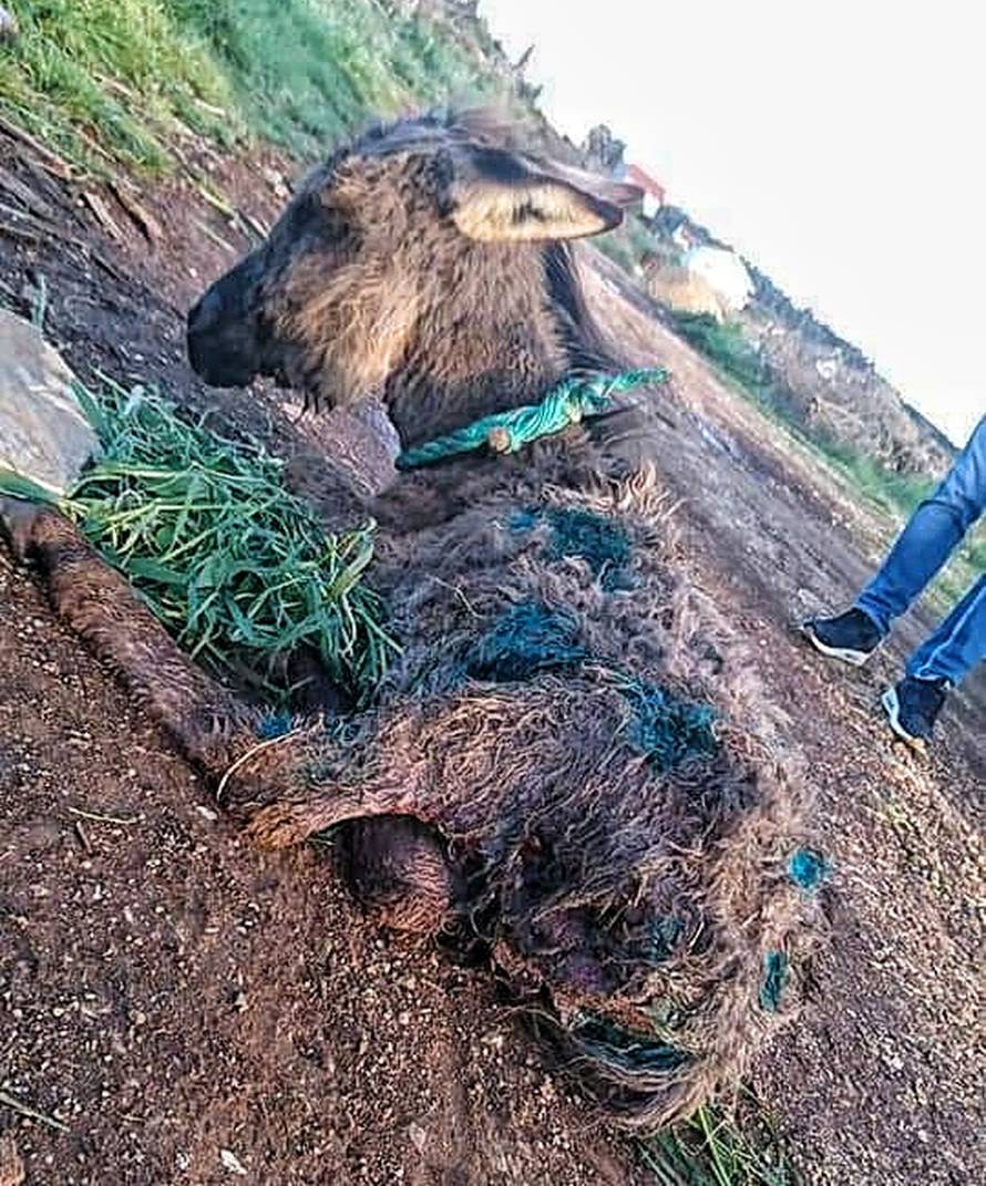 Kod Zadra spašen mali magarac ostavljen da ugine: Našli su ga izgriženog, bio je sav u ranama