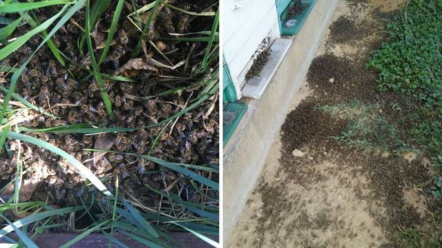 U Međimurju tragičan pomor pčela: Sumnjaju na trovanje...