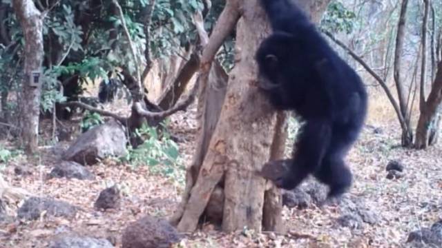 Neobično ritualno ponašanje: Vjeruju li čimpanze u Boga?