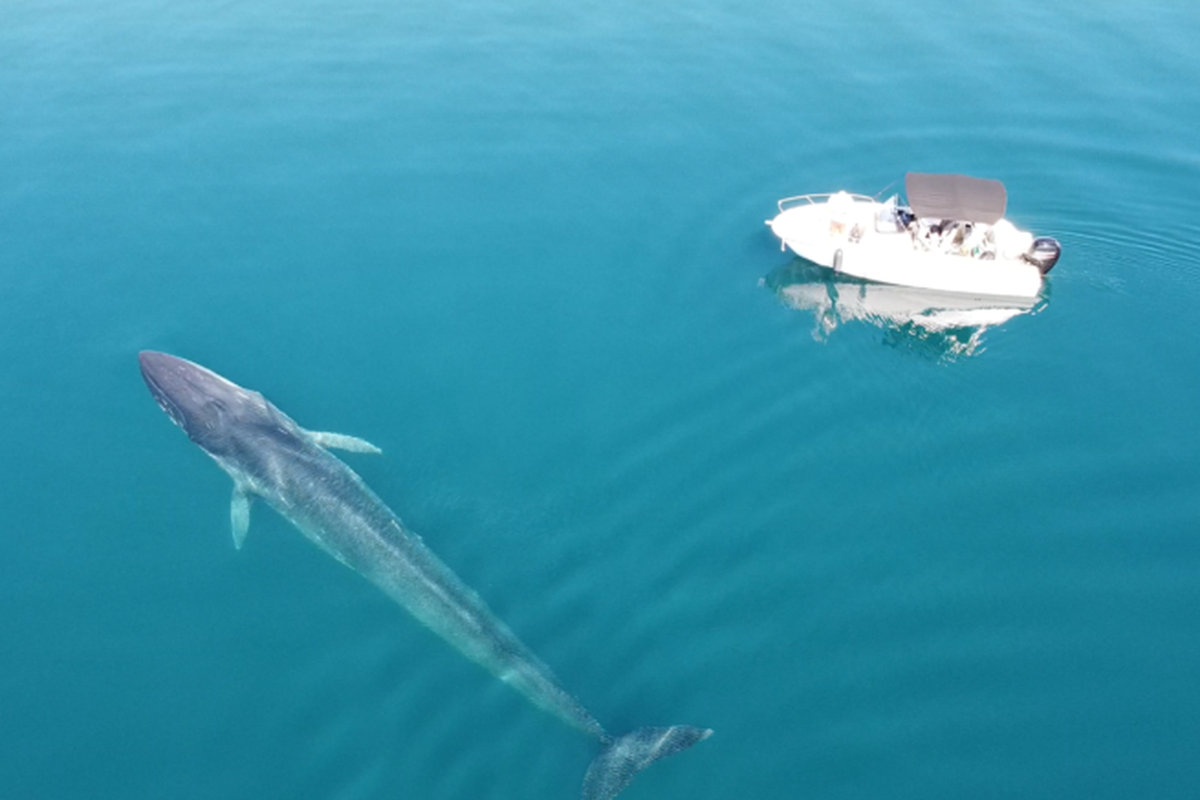 Šime, zvijer od 30 tona. Kitu u Velebitskom kanalu stigao je prijatelj: 'Nešto ih drži ovdje'