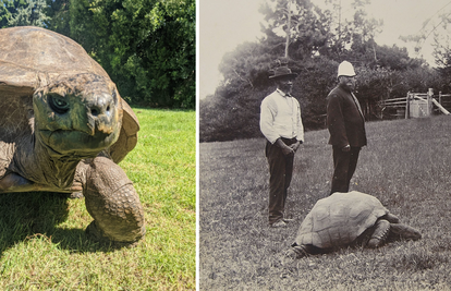 FOTO Najstarija kornjača na svijetu napunila je 190 godina: 'Simbol je opstanka i upornosti'