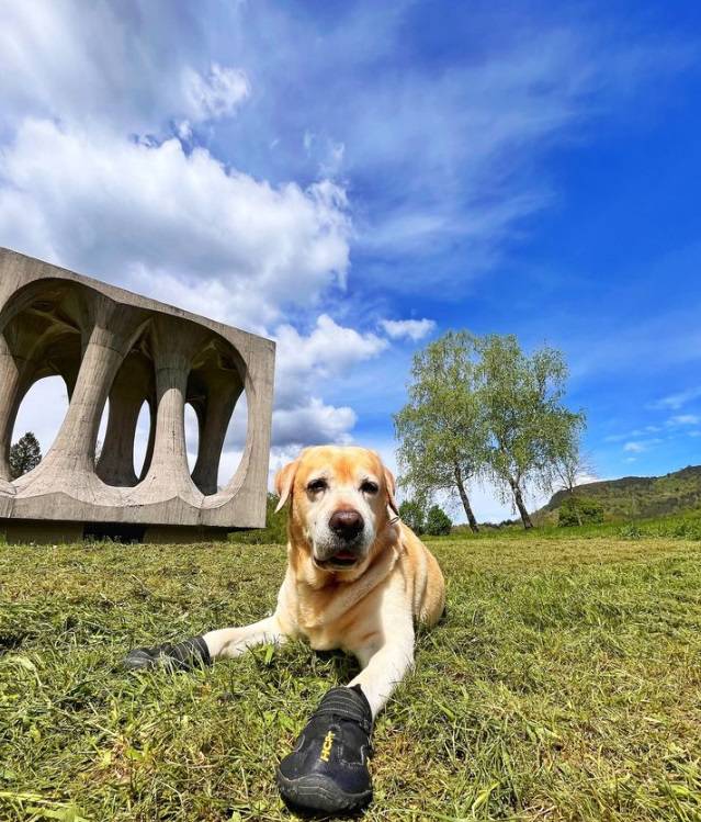 On je Rio, labrador u čizmama, ljubitelj ljudi i pasa, ali i nova zvijezda društvenih mreža