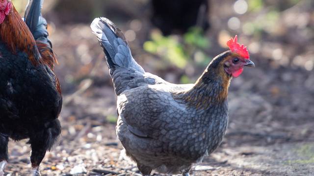 Feral chickens in Diss