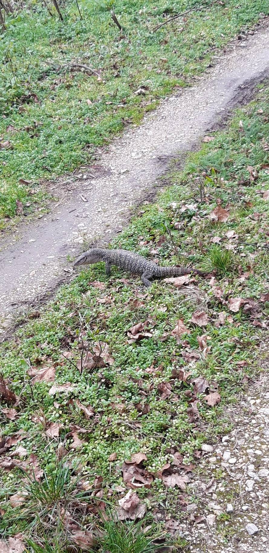 U Velikoj Gorici šetao 'zmaj': Ako ga vidite, zovite službe