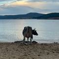 VIDEO Neobični kupači posjetili plažu na Krku: 'Krava se htjela osvježiti, a tele se veselilo'