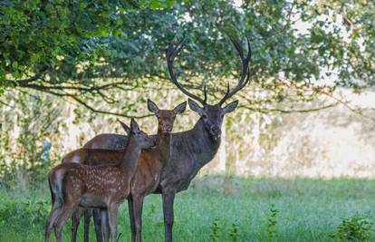 'Bambi-boom' u Međimurju: Martin u manje od dvije godine oplodio više od pet košuta...