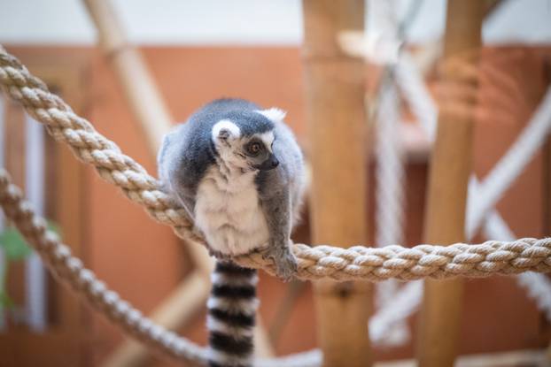 Zagreb: Podjela darova životinjama u Zoološkom vrtu