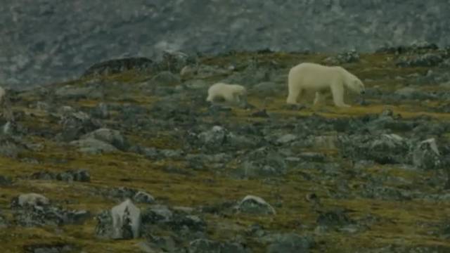 Zbog klimatskih promjena na Aljaski se pojavila nova vrsta medvjeda