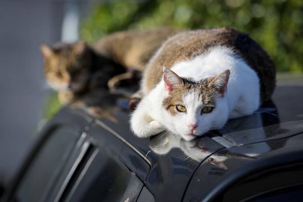 Zadar: Mace uživaju u sunčanom danu