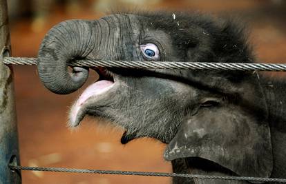 Znanstvenici su otkrili zašto slonovi imaju dlake na glavi