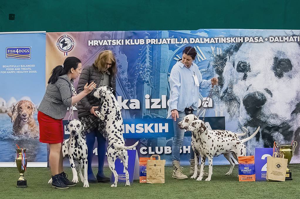 Na fešti dalmatinskih pasa ta je naša pasmina dobila svoje likere, čokolade, čak i vina!