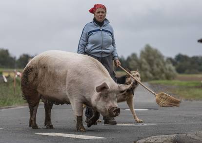 Pig "Berta" on Sunday walk