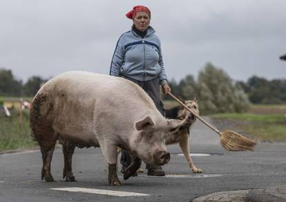 Berta je 300 kg teška prasica koja uživa u slobodnoj šetnji