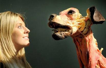 Melbourne: Uskoro izožba plastificiranih životinja