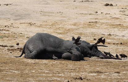 Našli više od 90 lešina slonova koje su ubili zbog bjelokosti