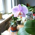 Trikovi kako potaknuti cvjetanje orhideje - sada je pravo vrijeme