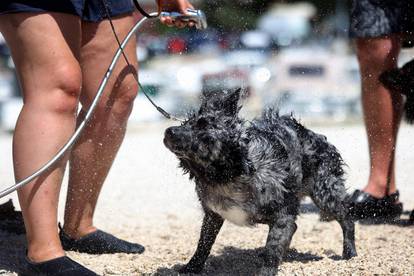 FOTO Preslatki psi se kupaju i uživaju na plaži u Crikvenici