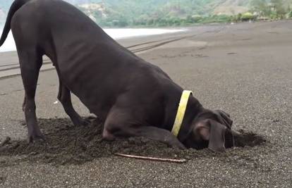 Tjedni broj 1: Pas kopao rupu i u njoj pronašao ... Pogledajte