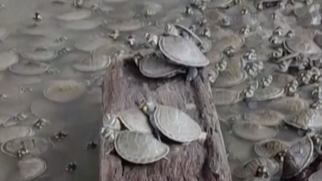 1200 malih kornjača pušteno je u rijeku u Kolumbiji: 'Želimo ih zaštititi od prirodnih predatora'