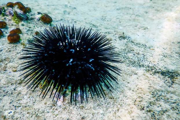 Underwater Sea Urchins on a Rock, Close Up Underwater Urchins