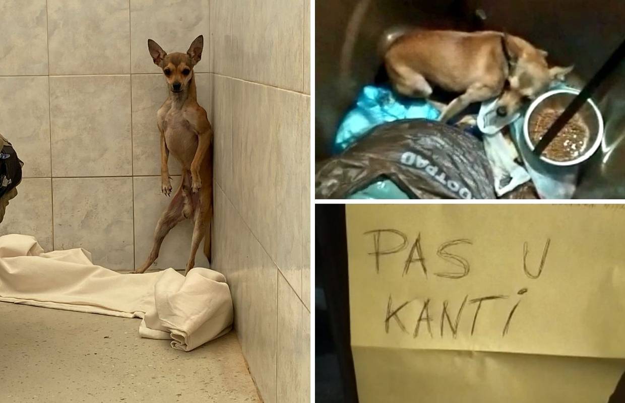 Bešćutni ljudi u centru Zagreba ostavili pinča u kanti za smeće