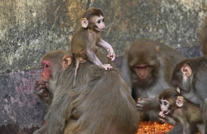 Banda majmuna napada ljude u Japanu, jednu životinju su ubili