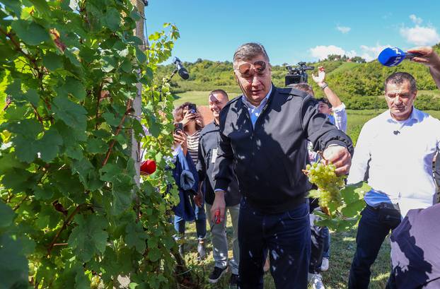 Jastrebarsko: Na Plešivici održana diplomatska berba grozđa