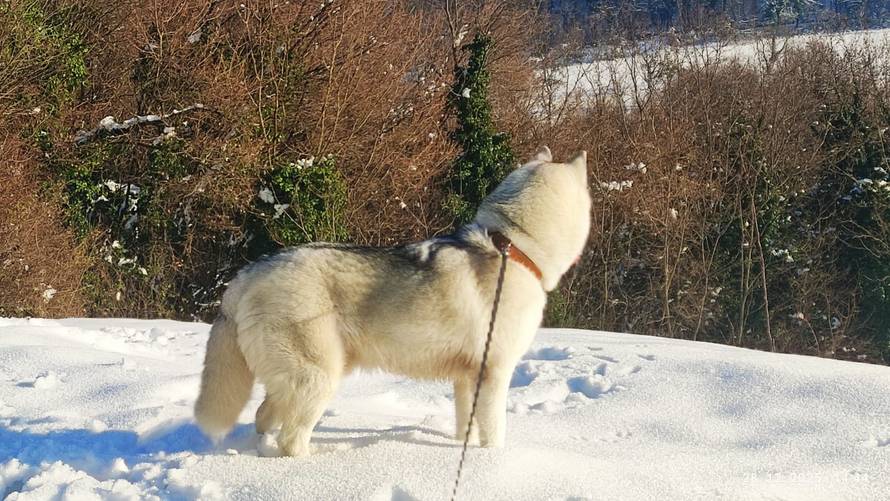 Općinska komunalka sama 'izlopatala' snijeg sa staze: 'Nema nikakve drame u tome'