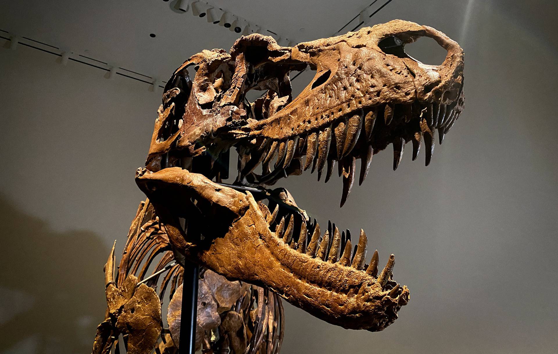 Gorgosaurus dinosaur skeleton to be auctioned by Sotheby's in New York