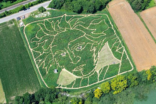 Golemi Beethoven osvanuo u polju suncokreta u Bavarskoj
