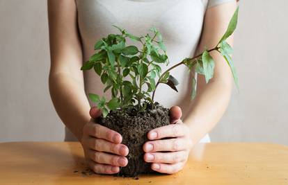 5 sobnih biljaka koje će vam pročistiti zrak u kući od otrova