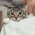 'Vlasnici mačaka su pod većim rizikom od razvoja shizofrenije', no glavni krivac nisu mačke...