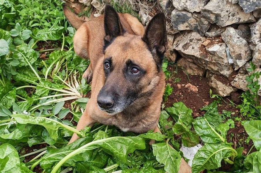 VIDEO Policijski pas nanjušio drogu među povrćem u Trogiru