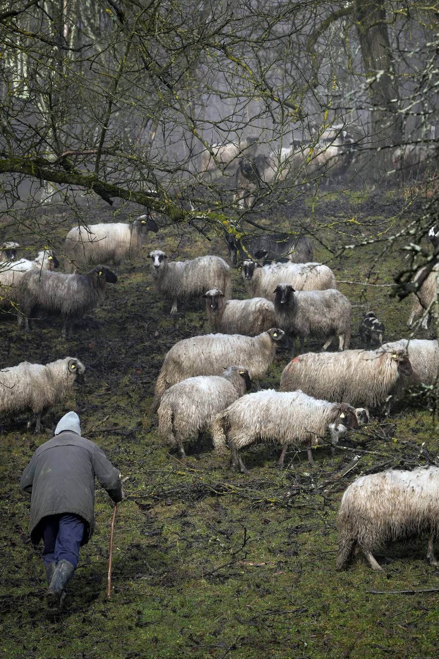 'Kuća mi je ostala čitava, a ovce su se uznemirile prije potresa'