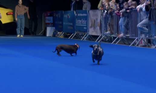 VIDEO Kratke noge, velika trka: Jazav&ccaron;ari pokazali svoju brzinu
