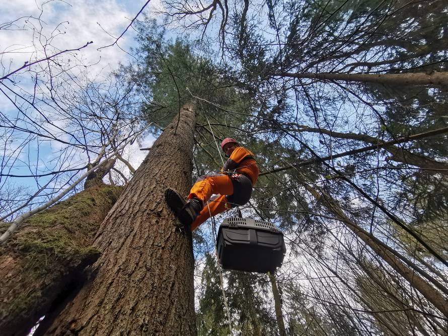 Mačak Pandi proveo je 11 dana na boru: 'Kad smo došli do njega, samo je skočio dolje...'