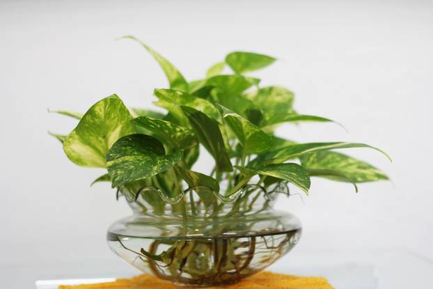 Ovo su sobne biljke koje mogu rasti i u prostorijama bez svjetla