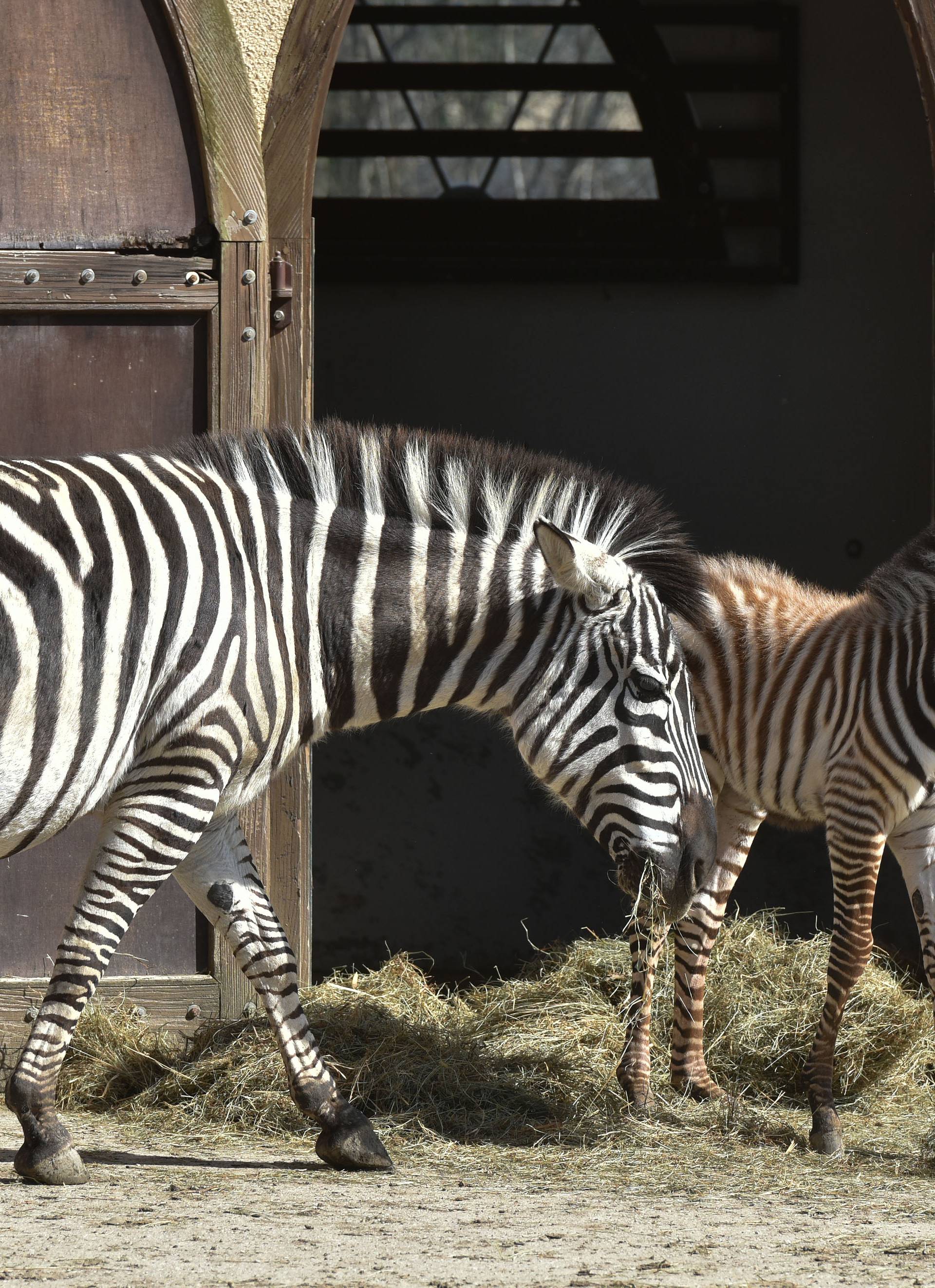 Novopridošlica u zoološkom: Stigao mali zebrić ili zebrica