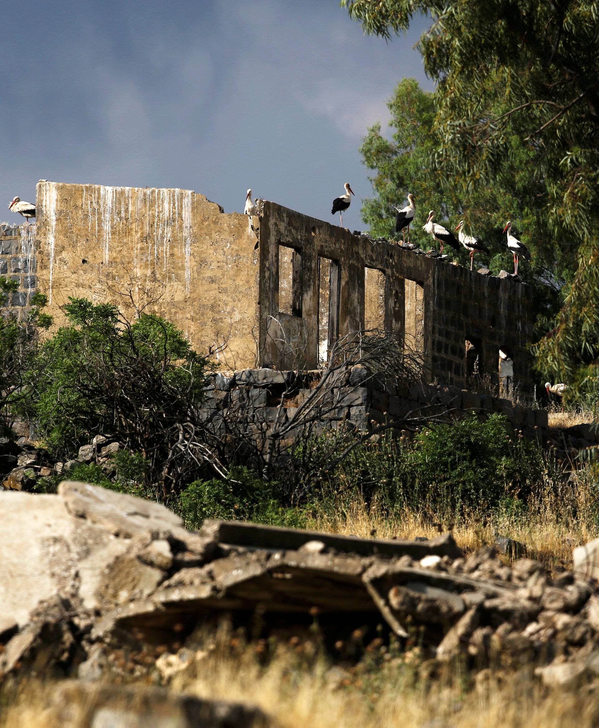 Storks stand on an old building in the Israeli-occupied Golan Heights