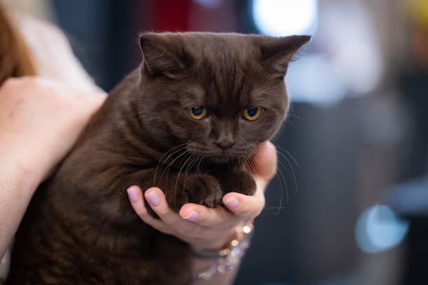 Zagreb: Drugi dan Međunarodne izložbe mačaka