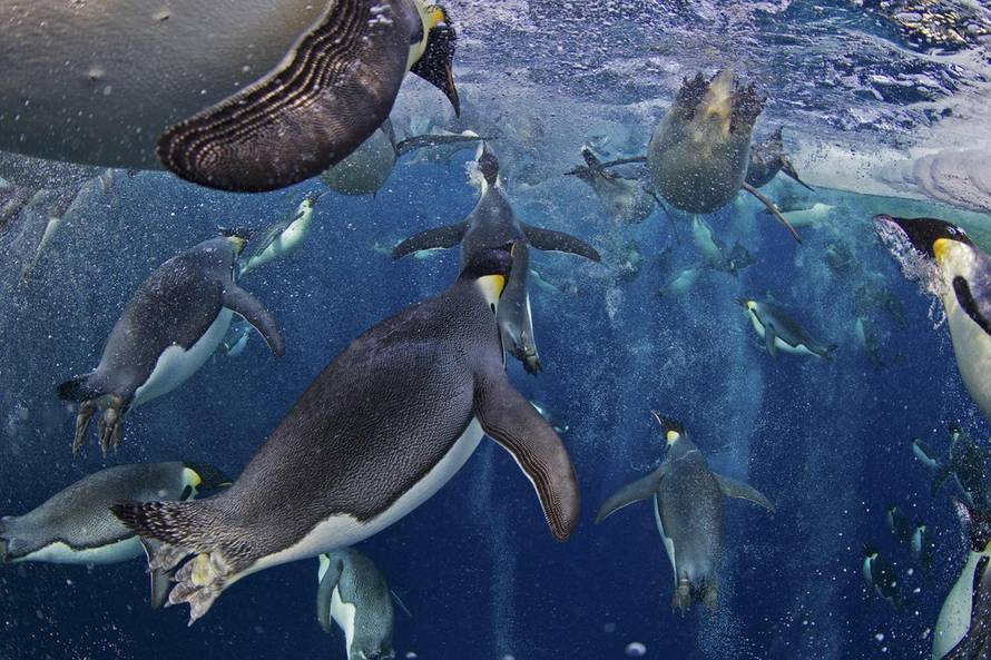 REUTERS/Paul Nicklen/National Geographic/World Press Photo/Handou