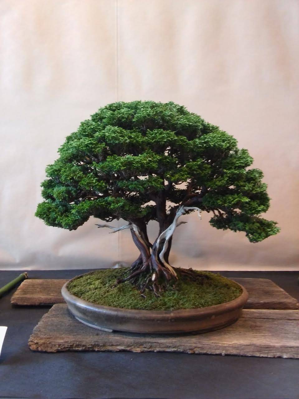 Prvi hrvatski Bonsai Festival uskoro u Samoboru!